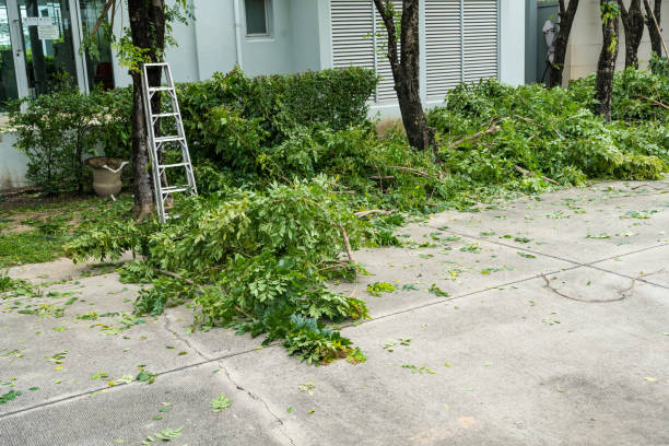 The Steps Involved in Our Tree Care Process in Plymouth, PA